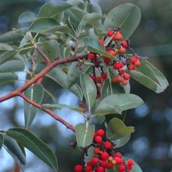 Madrone Seedlings PNW Native 