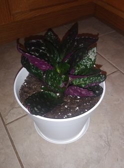 Waffle purple house plant