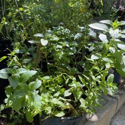 Plantas De Romero Menta Mejorana Istafiate Ruda Te De Limón Cola De Caballo Oregano Savila Yerbabuena Albacar Altamisa Siempre Viva Tomillo 