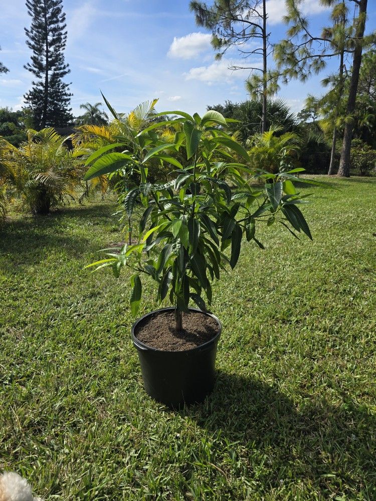 Pickering Grafted Mango 15 Gallon