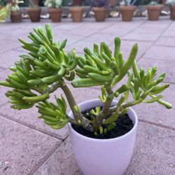 Homegrown Green Succulents In White Ceramic Pot 