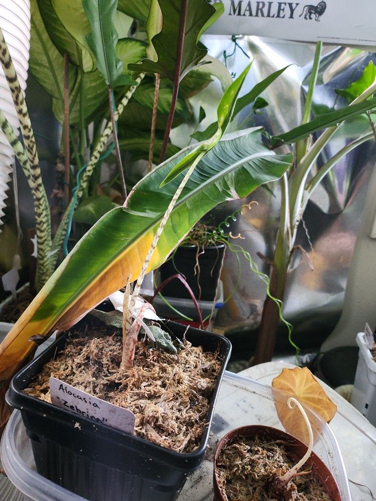 Alocasia Zebrina
