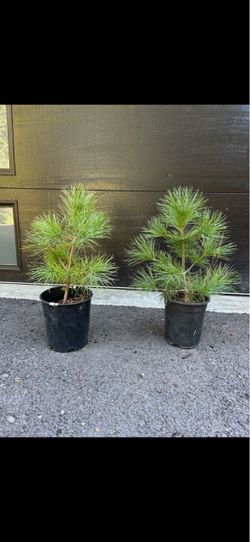 Western white pines —