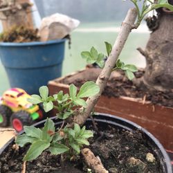 Elderberry Plant - Plant In Picture - 4 Inch Pot 