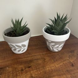 Beige And White Pots With Live Plants 
