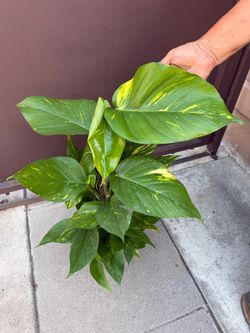 6” young Hawaiian Pothos