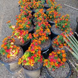 Alan's Nursery 