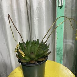 Suculent 🪴🪴🌿🌿