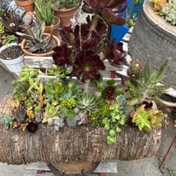 Cactus 🌵 Y Succulents Arrangements En Tronko 