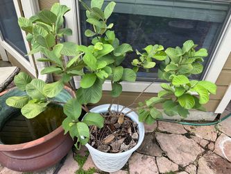 Taiwanese seedless guava