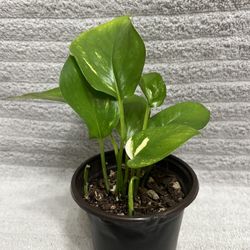 Pothos Plant 