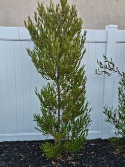 Privacy Hedges- 10qty- $15 each