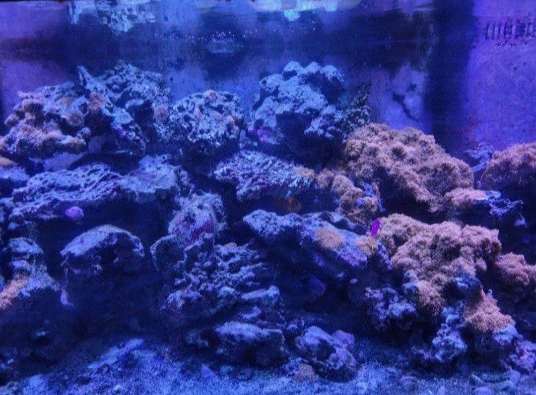 Aquarium Reef Rock