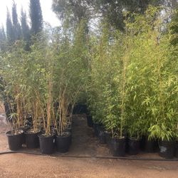 5 Gallon Size- Bamboo Plants- Both Running And Clumping Varieties Available - Approximately 4-6 Feet Tall 