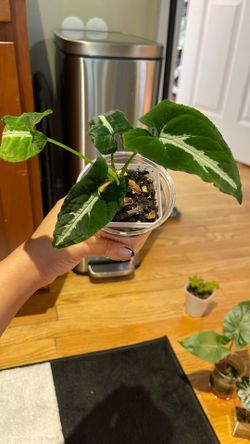 Syngonium Live Plant