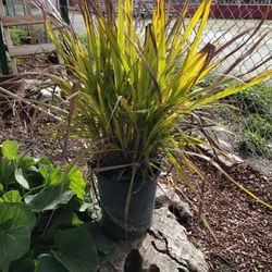 Cymbopogon citratus

Plant

