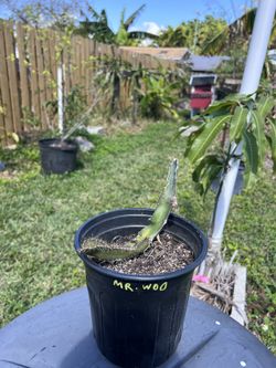 Dragon Fruit Plant. Variety is Mr Woo.