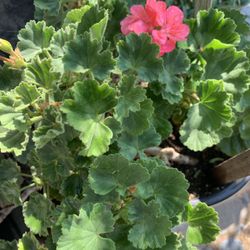 Clay Pot And Mature Geranium.