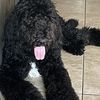 Bert