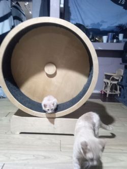 Large Wooden Cat Exercise Wheel