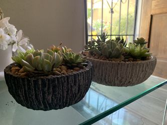 Live Succulent Arrangements  ( Order Now )