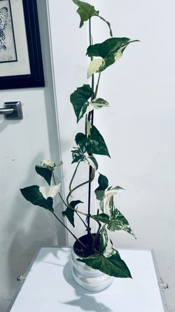 Syngonium Albo