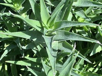Succulent Cuttings Climbing Aloe,Aloiampelos Ciliaris,Rooted Climbing Aloe Cuttings Unrooted Succulent 