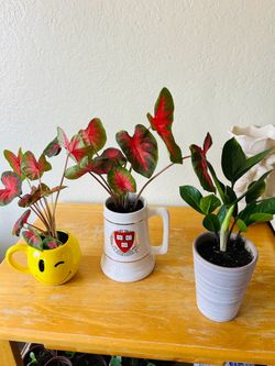 Plants for sale 10 each