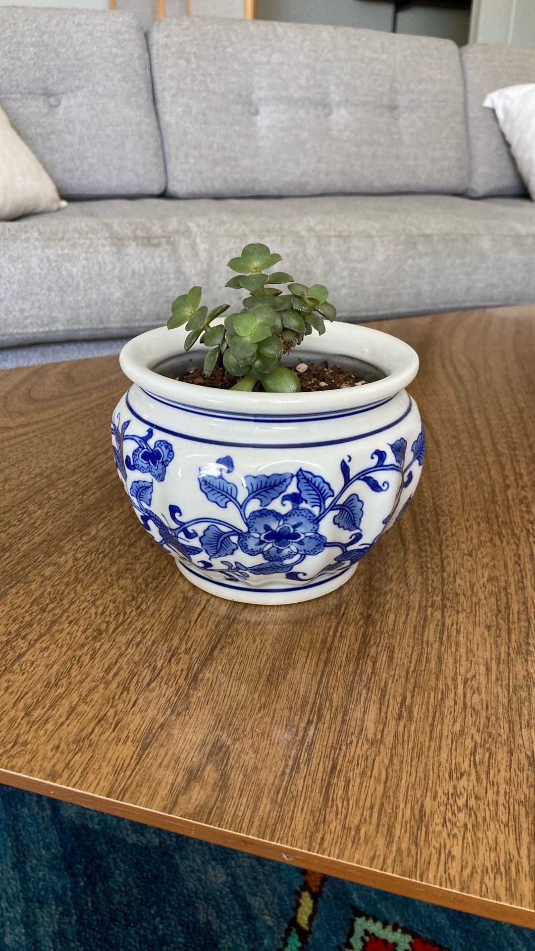 Jade Plant