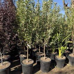 Apple Trees 15 Gal