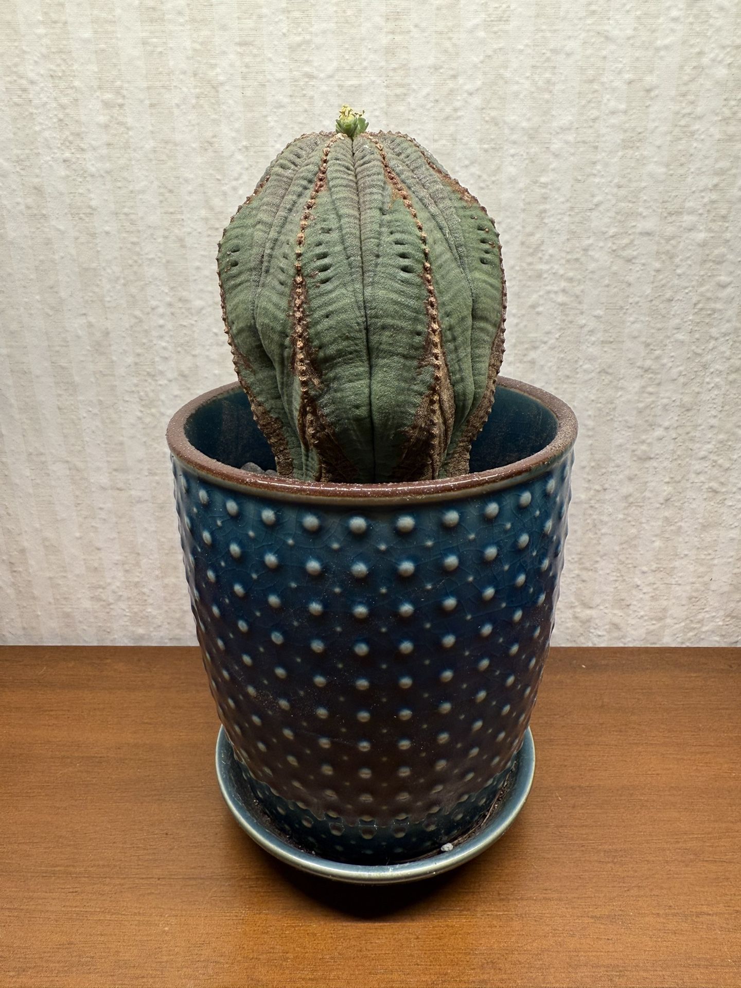 Rare Cactus Euphorbia obesa In 4” Ceramic Pot