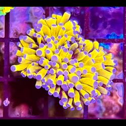 Fake Banana Torch Malaysian