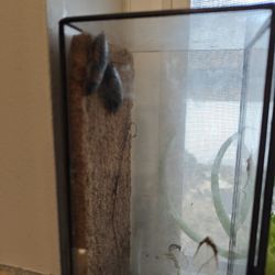 Two Adult Female Dubia Roaches About 2" Long