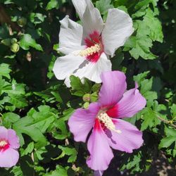 Rose Of Sharon Bush
