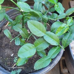 Kaffir lime plants