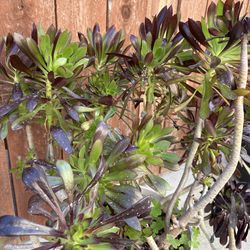 Aeonium and Jade. Free plants