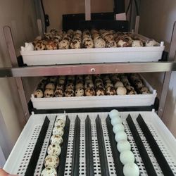 Assorted Coturnix Quail EGGS