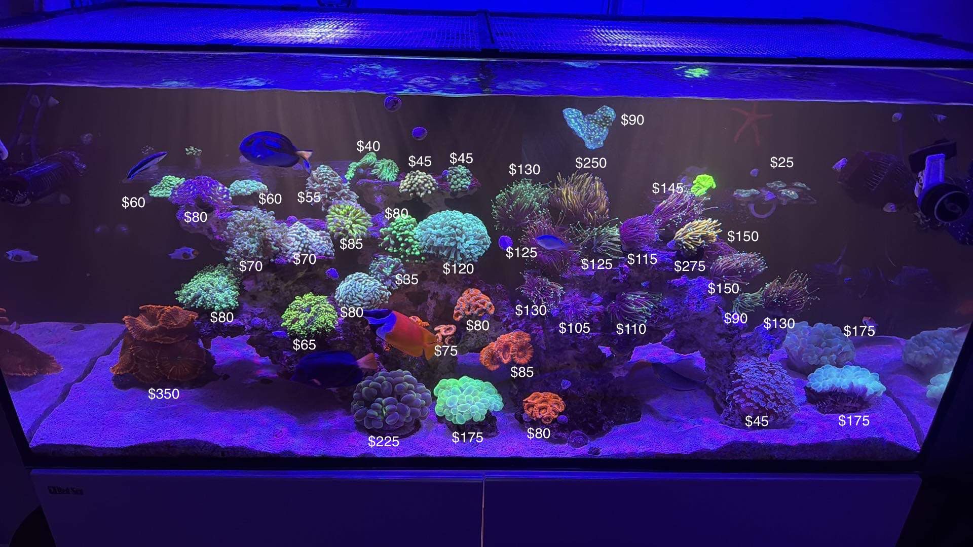 Plastic Saltwater Coral Decorations