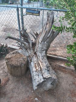 Free firewood - Mulberry tree