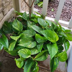 🌿 15" Bushy Golden Pothos | Low Light & Easy Care | Home Decor/Balcony decor 🏡iu