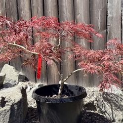Japanese Maple Crimson Queen
