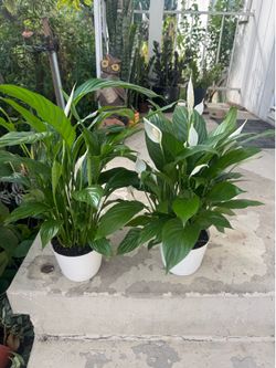 Peace of Lily 25$ each