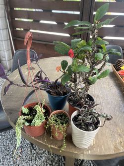 Plantas varias,