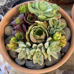 Preorder Your Mother’s Day Gift 💝 Succulent arrangements Made By Me