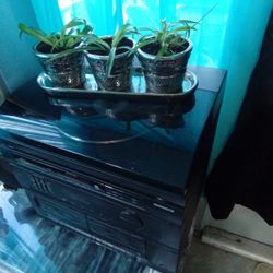 Set Of 3 Babies  Spired Plant's 