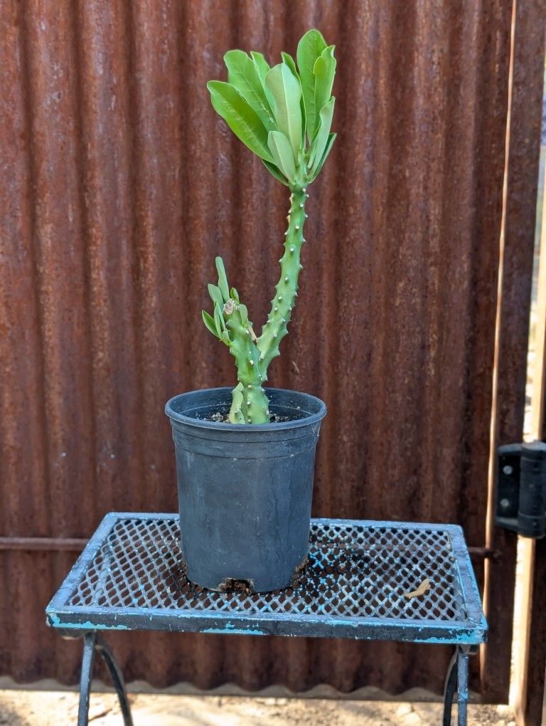 Euphorbia Nerifolia Indian Spurge Tree