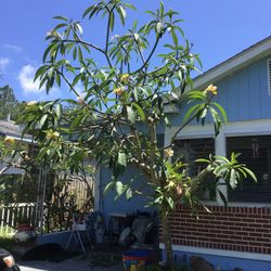 Plumeria All Sizes 1’ To 10’  You Pick Em I Cut Em