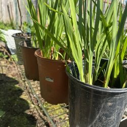 crocosmia perennial plants