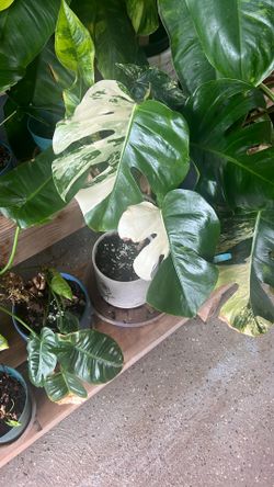 Monstera Varigated Adansonii