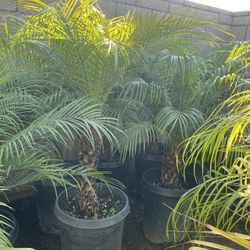 Palm Tree